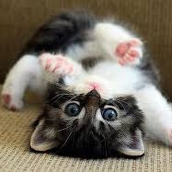 Meet your Posher, Max - Picture 5 of 6